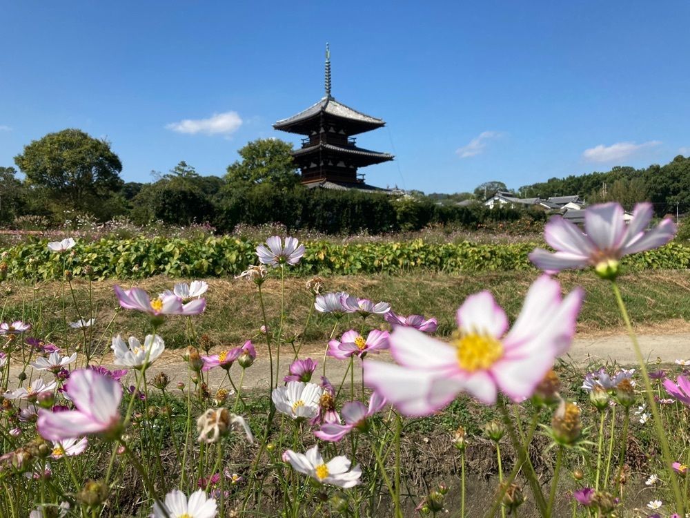 ハッシーさんが投稿した法起寺周辺のコスモスに関する口コミの画像
