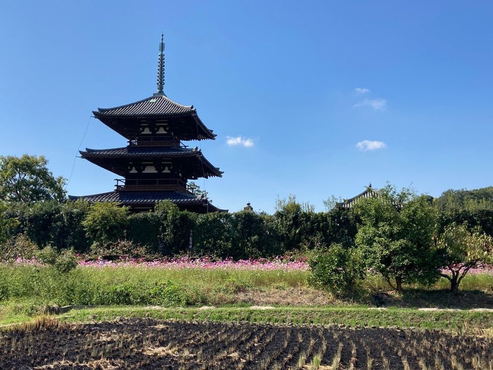 ハッシーさんが投稿した法起寺周辺のコスモスに関する口コミの画像