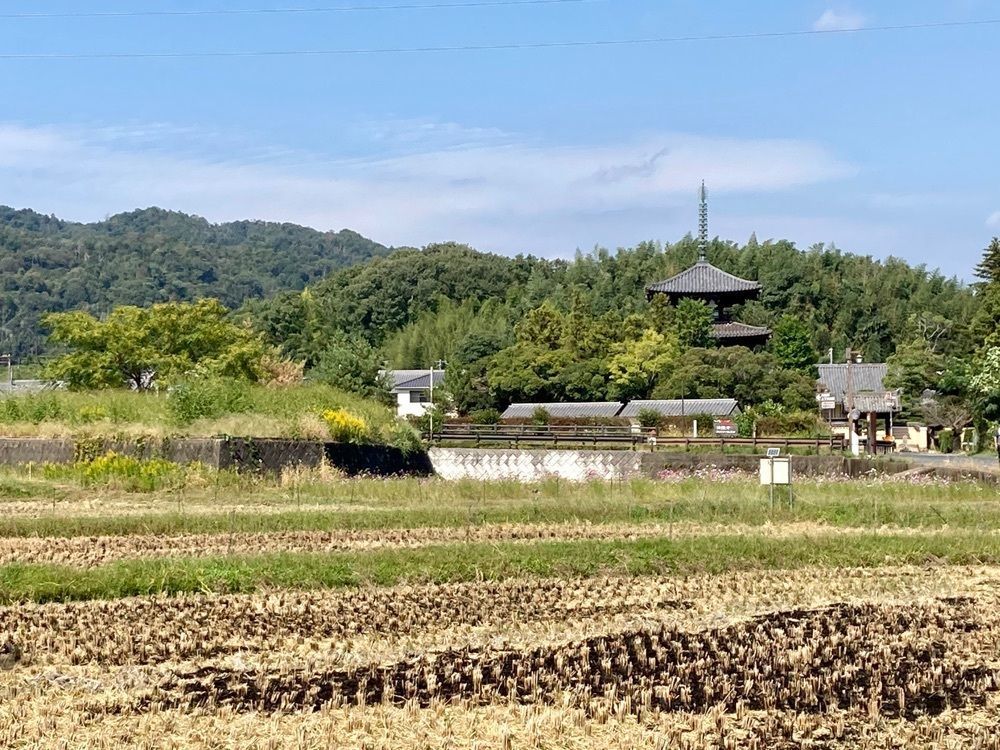 ハッシーさんが投稿した法起寺周辺のコスモスに関する口コミの画像