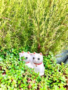 今戸神社 3枚目