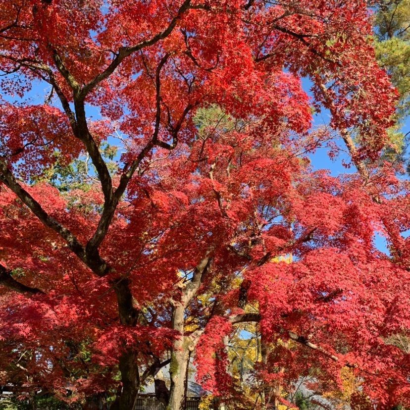 happy_market_c54dさんが投稿した南禅寺 観門亭（ナンゼンジ カンモンテイ）に関する口コミの画像