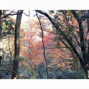 猿投山登山道 5枚目