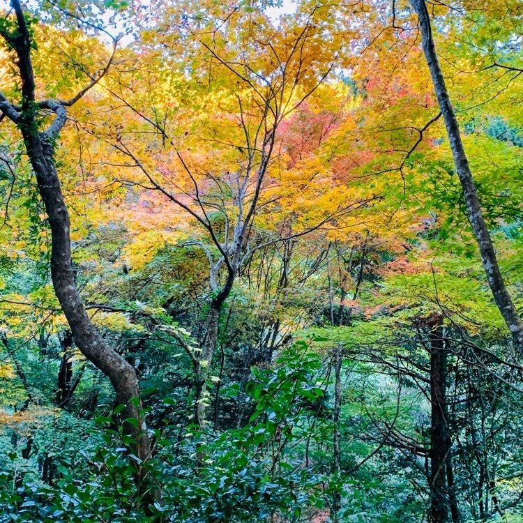 だるま大使さんが投稿した大矢田もみじ谷に関する口コミの画像