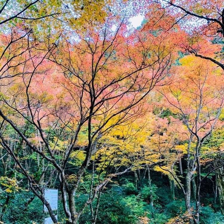 だるま大使さんが投稿した大矢田もみじ谷に関する口コミの画像