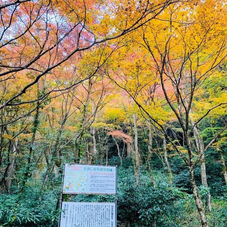 だるま大使さんが投稿した大矢田もみじ谷に関する口コミの画像