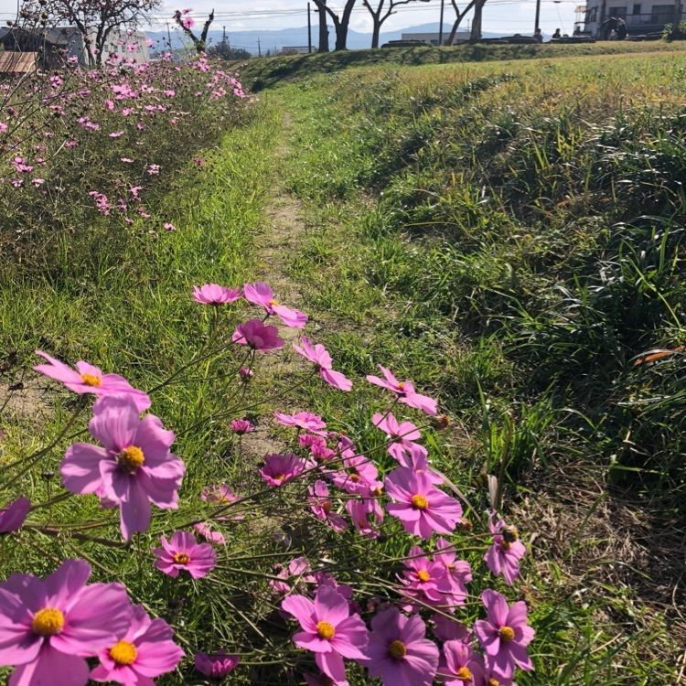 yuma8さんが投稿した恭仁宮跡（山城国分寺跡）に関する口コミの画像