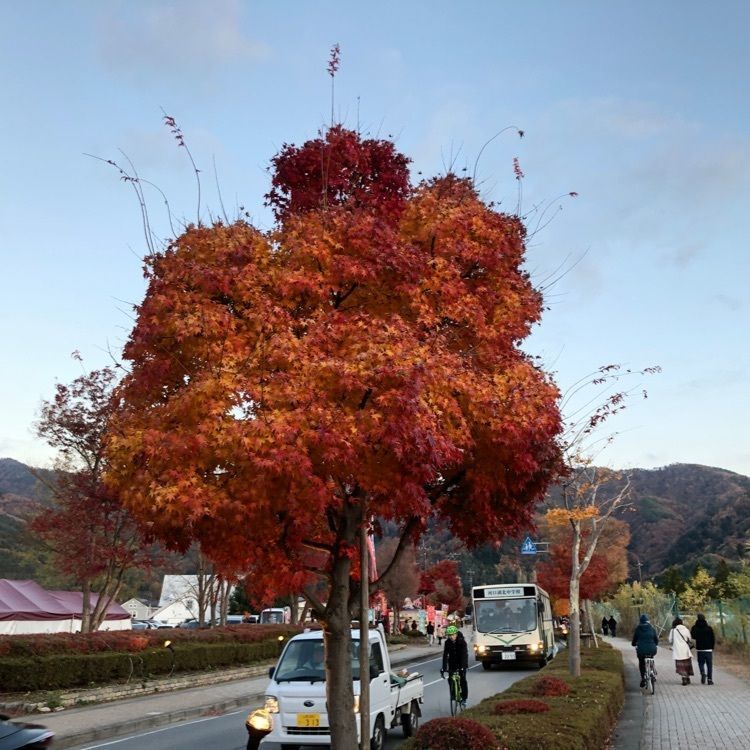 Jineiさんが投稿したもみじトンネルに関する口コミの画像