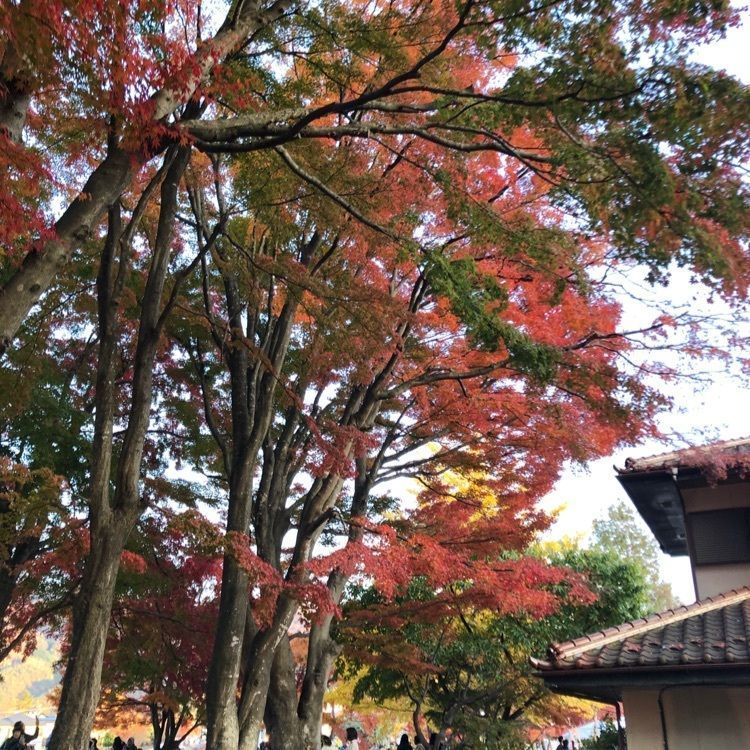 Jineiさんが投稿したもみじトンネルに関する口コミの画像