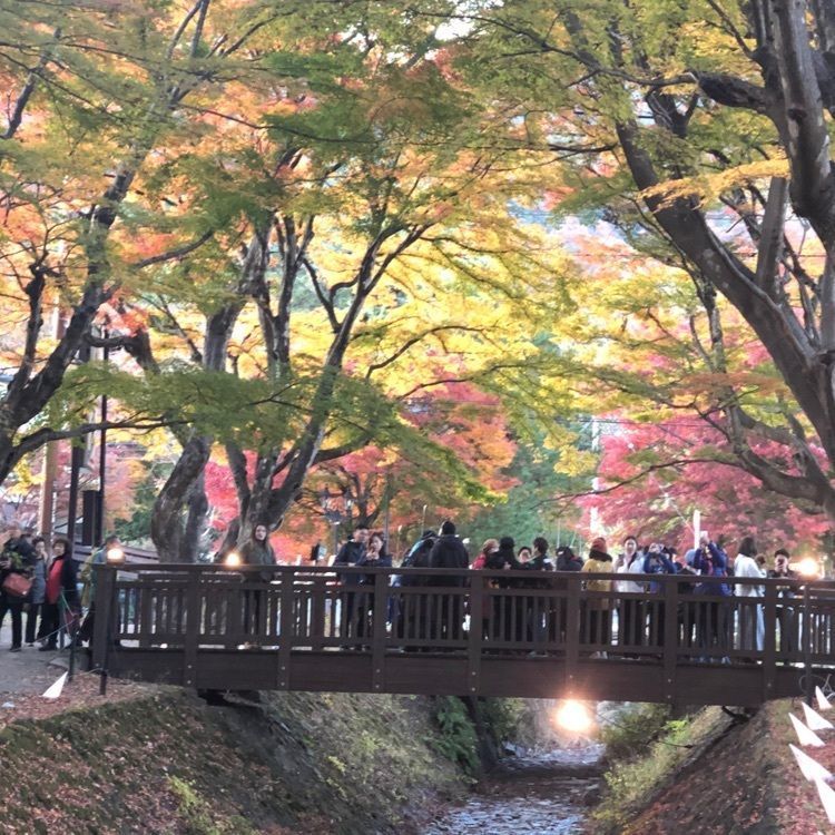 Jineiさんが投稿したもみじトンネルに関する口コミの画像