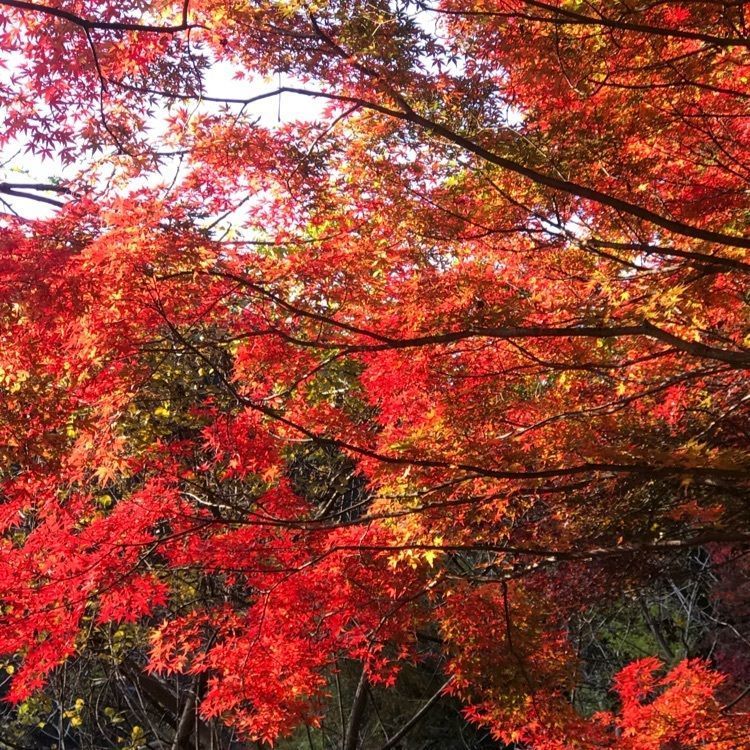 なかさんさんさんが投稿した奥矢作湖に関する口コミの画像