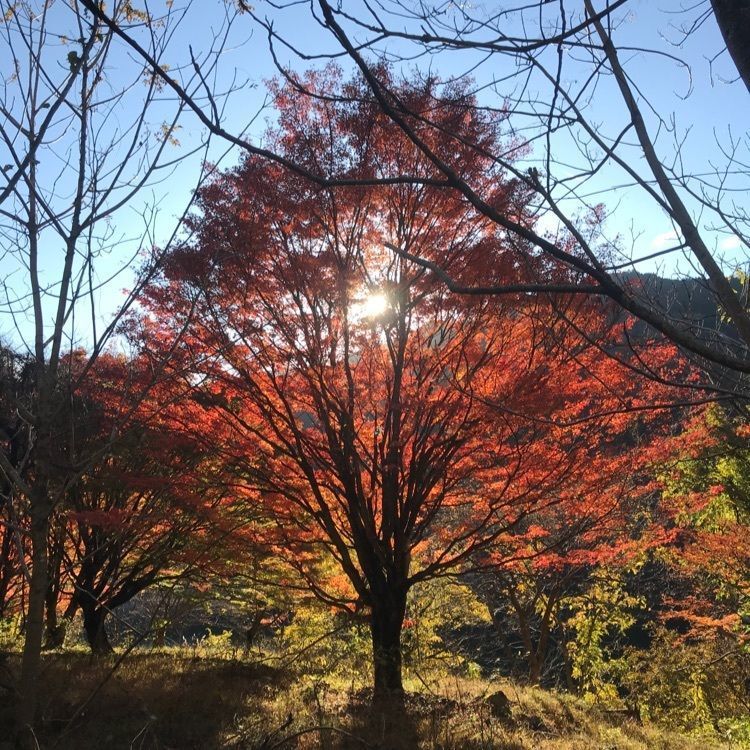 なかさんさんさんが投稿した奥矢作湖に関する口コミの画像