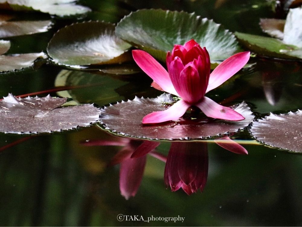 taka_wildflowerさんが投稿した富山県中央植物園に関する口コミの画像