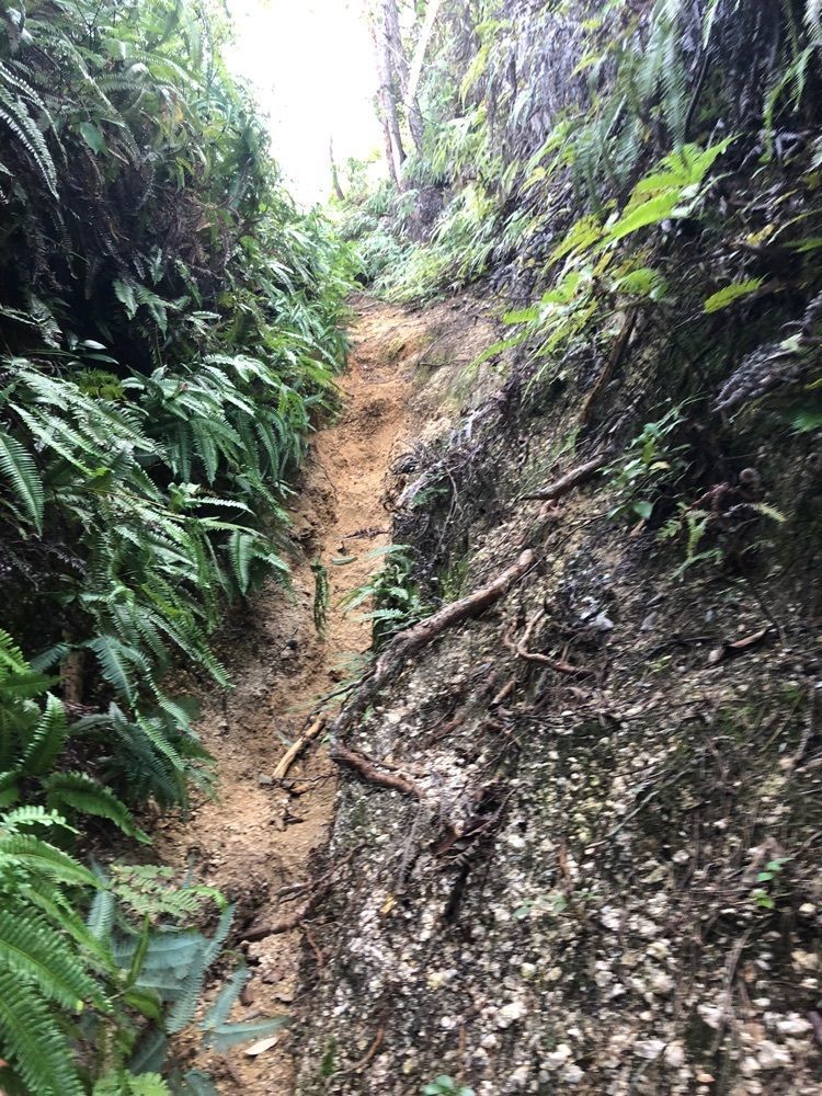 白たぬきさんが投稿した弥山に関する口コミの画像