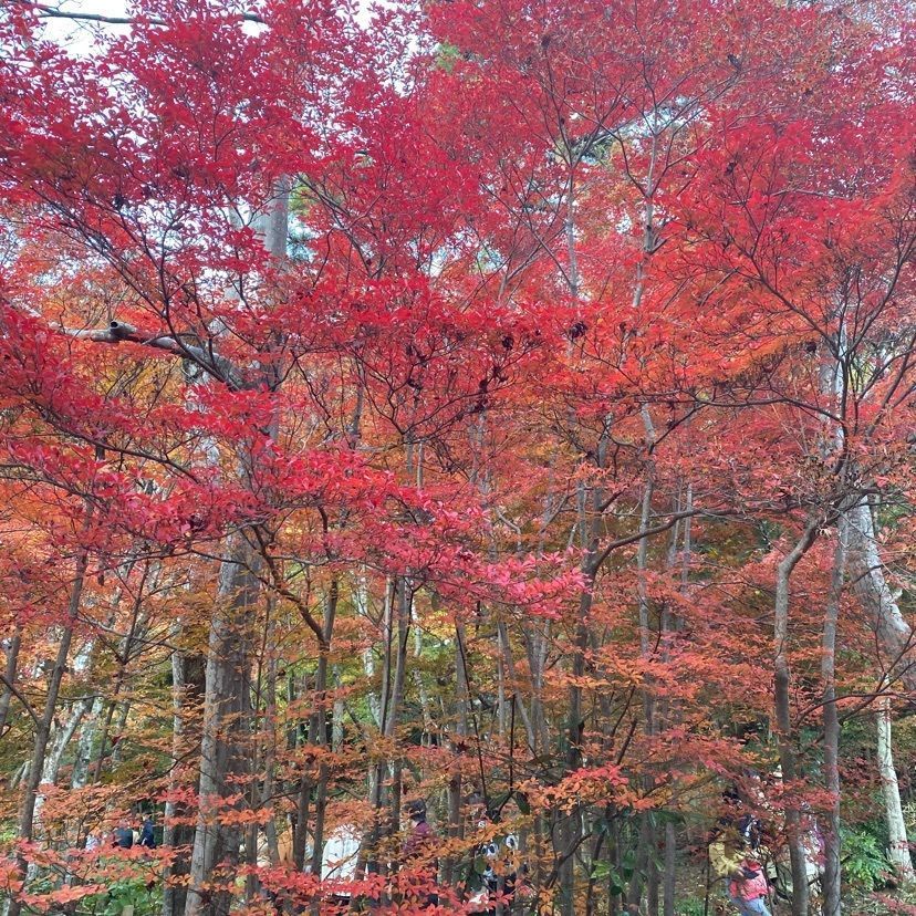 I love KOBE さんが投稿した有馬温泉　瑞宝園に関する口コミの画像