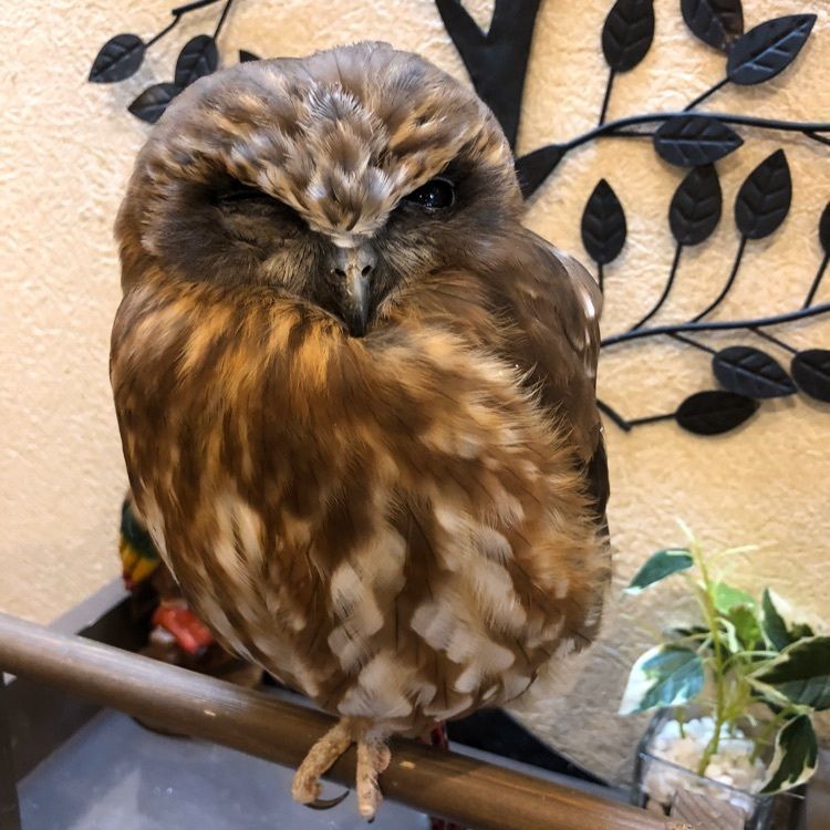 Adachi Big Papaさんが投稿したフクロウカフェわたわたに関する口コミの画像