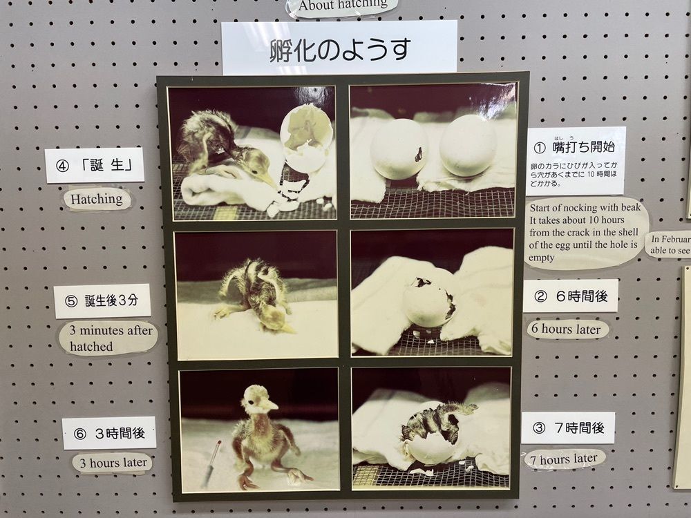 fumiさんが投稿した丹頂鶴自然公園に関する口コミの画像