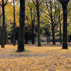 代々木公園ケヤキ並木