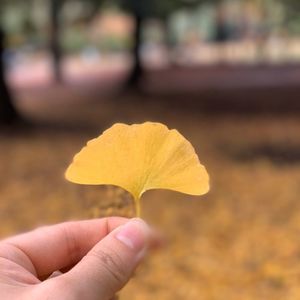 代々木公園ケヤキ並木