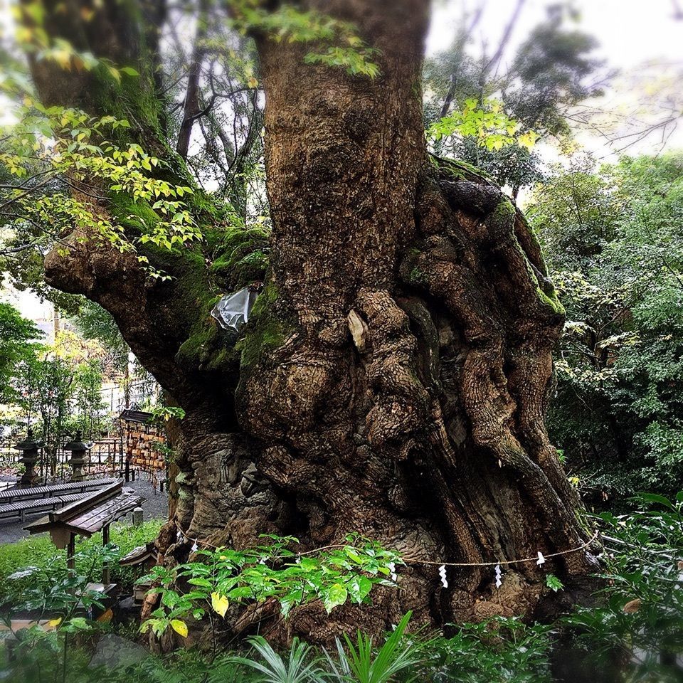 yoshiさんが投稿した画像の画像