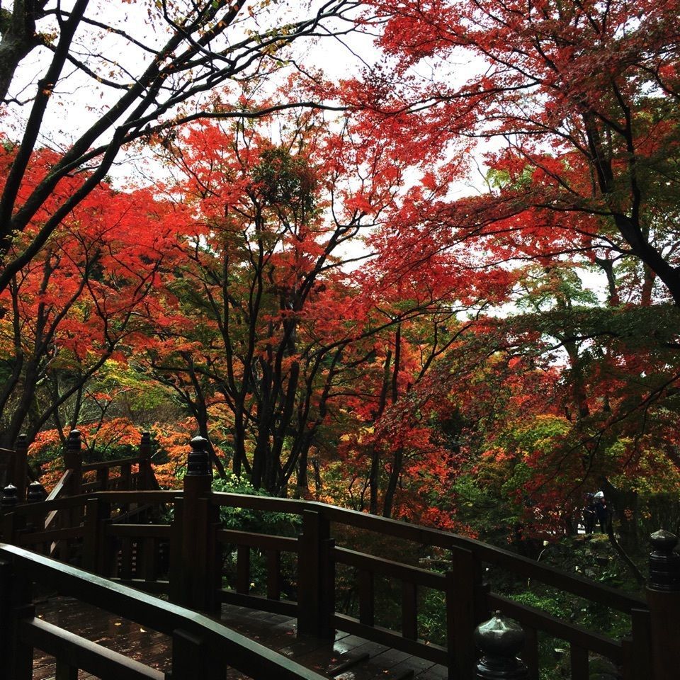 yoshiさんが投稿した画像の画像