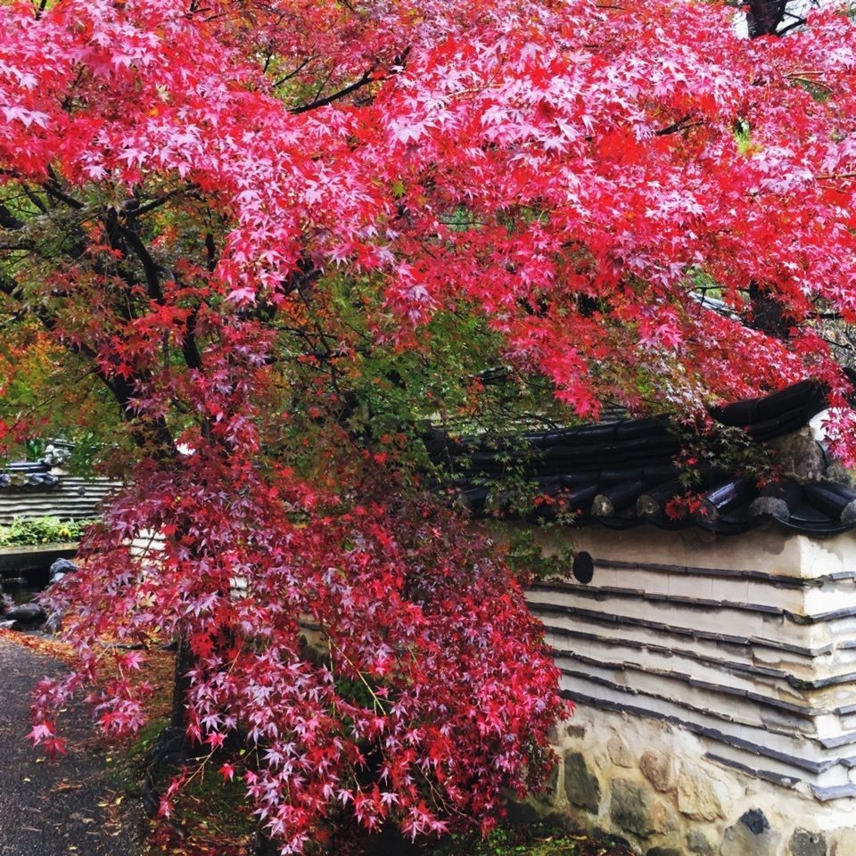yoshiさんが投稿した画像の画像