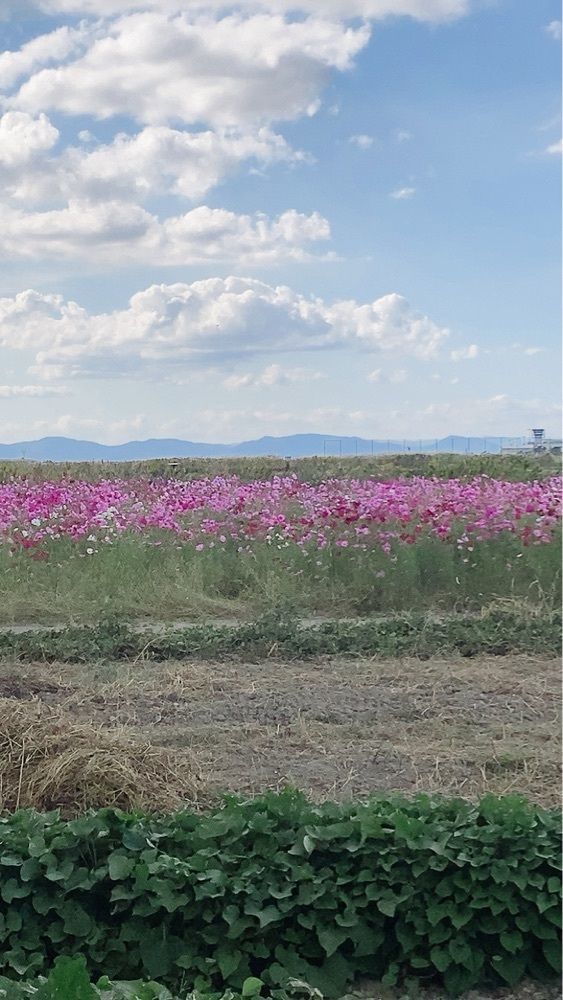 じゅんじゅんさんが投稿した佐賀空港コスモス園に関する口コミの画像