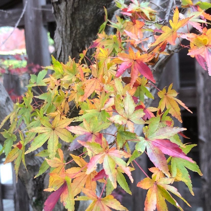 janさんが投稿した月山寺に関する口コミの画像