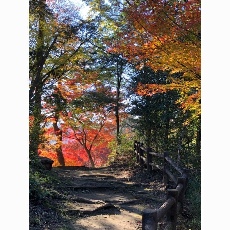 nishi248mineさんが投稿した笠置山自然公園に関する口コミの画像