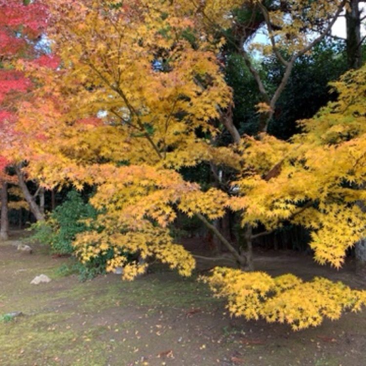 メリーさんが投稿した大乗寺（愛媛県宇和島市）に関する口コミの画像