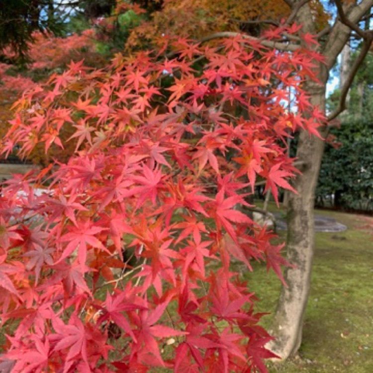 メリーさんが投稿した大乗寺（愛媛県宇和島市）に関する口コミの画像
