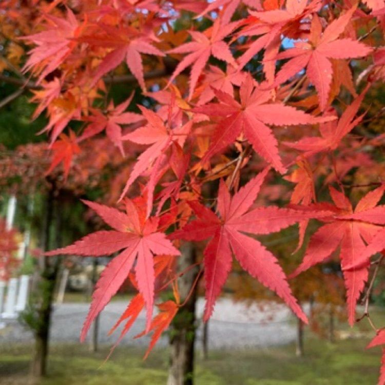 メリーさんが投稿した大乗寺（愛媛県宇和島市）に関する口コミの画像