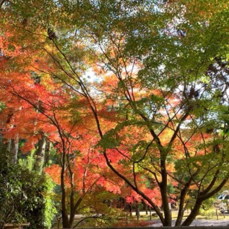 メリーさんが投稿した大乗寺庭園に関する口コミの画像
