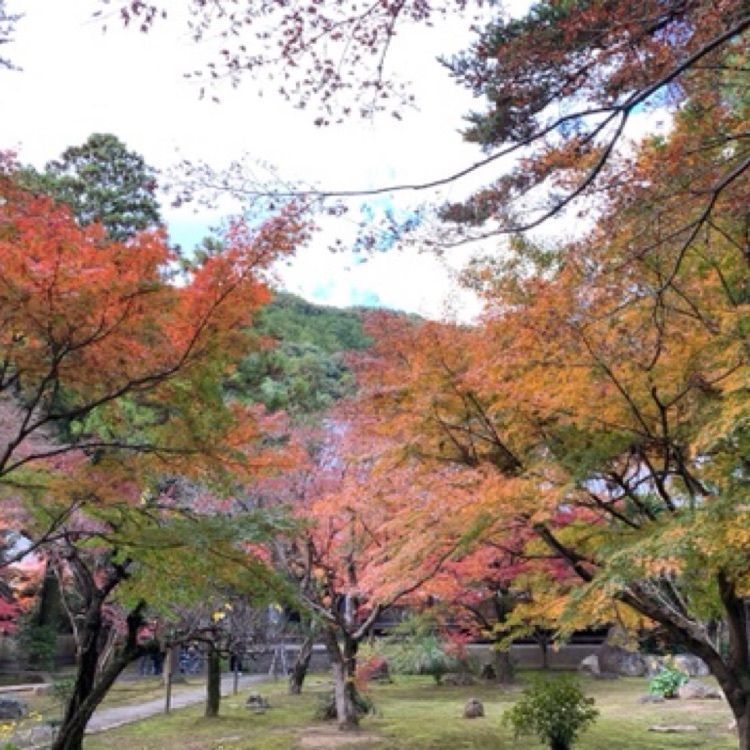 メリーさんが投稿した大乗寺庭園に関する口コミの画像
