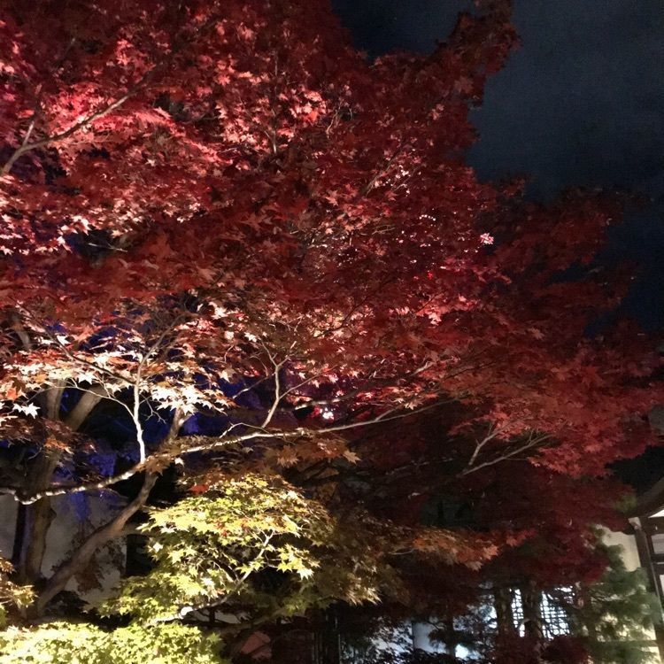 ぷにさんが投稿した青蓮院門跡に関する口コミの画像