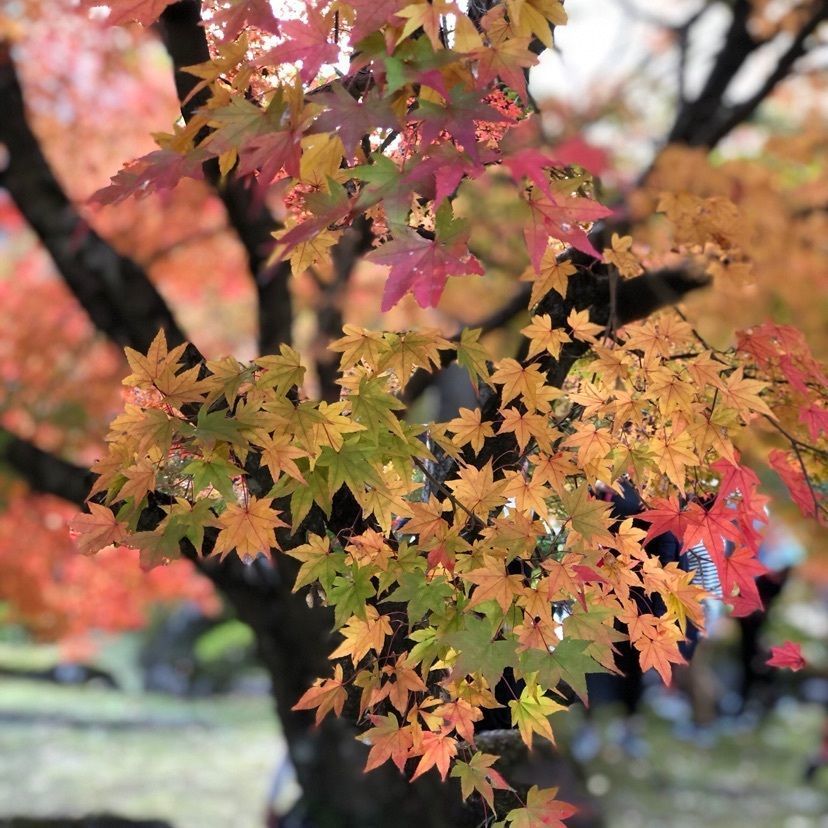 chokonさんが投稿した耶馬渓ダムもみじの丘公園に関する口コミの画像