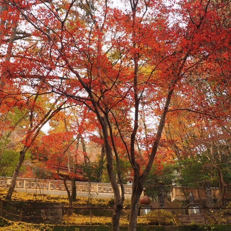 monosashi_coffeeさんが投稿した東郷公園に関する口コミの画像