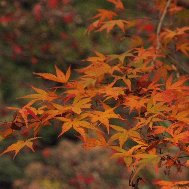 monosashi_coffeeさんが投稿した東郷公園に関する口コミの画像