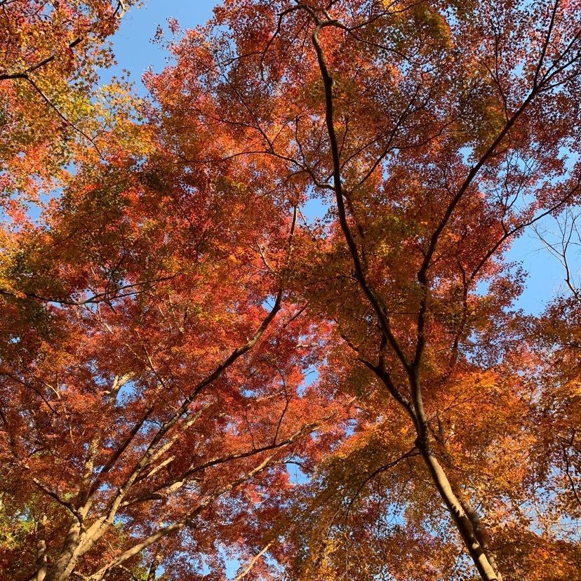 ステップさんが投稿した正暦寺のモミジに関する口コミの画像