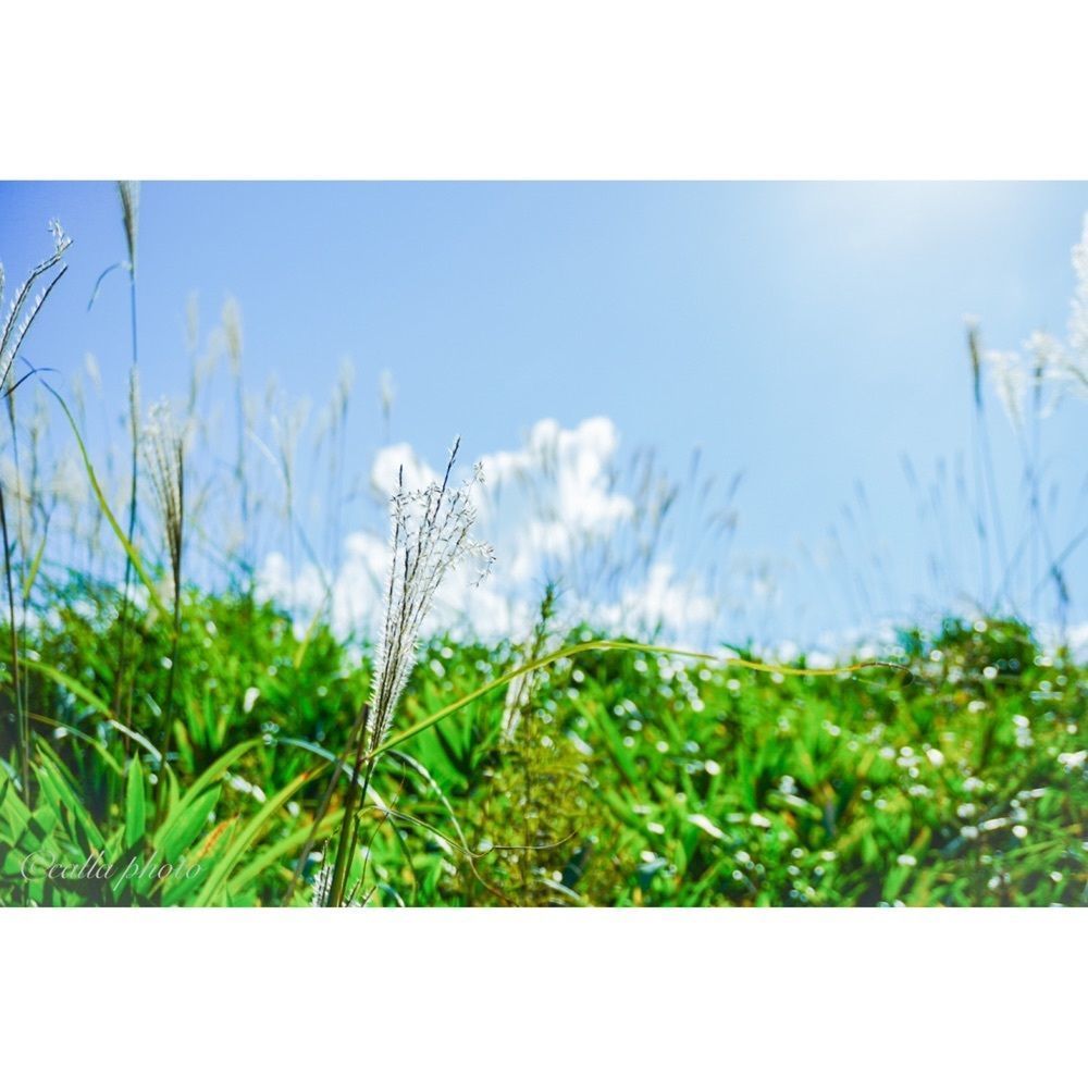 urban_garden_243aさんが投稿した葛城高原に関する口コミの画像
