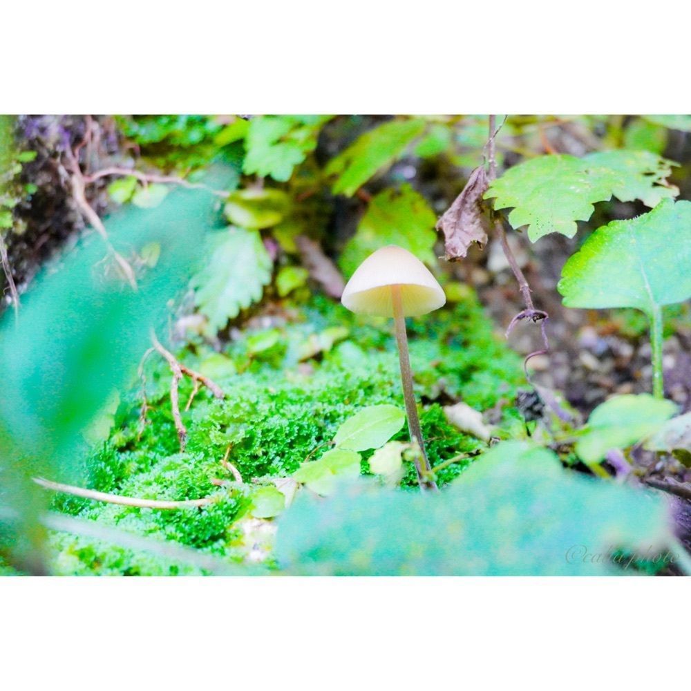 urban_garden_243aさんが投稿した葛城高原に関する口コミの画像