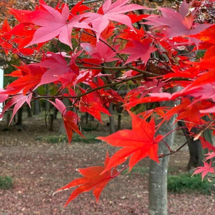 youandme110さんが投稿した平林寺に関する口コミの画像