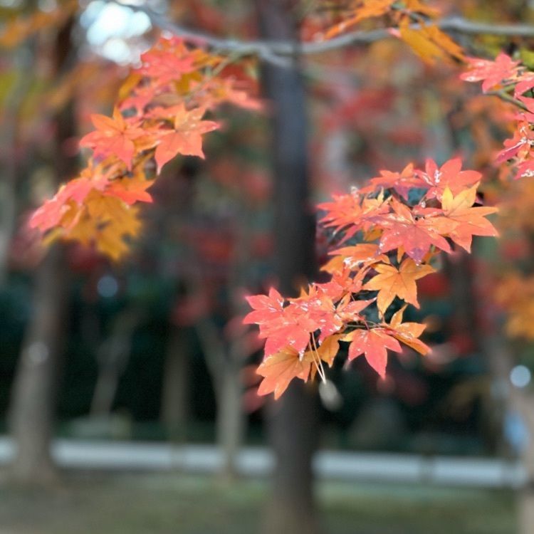 youandme110さんが投稿した平林寺に関する口コミの画像