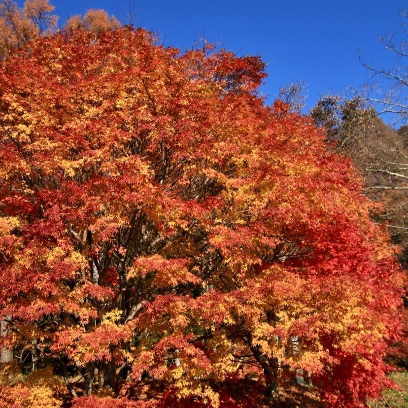 Kayoさんが投稿した榛名山（榛名富士）に関する口コミの画像