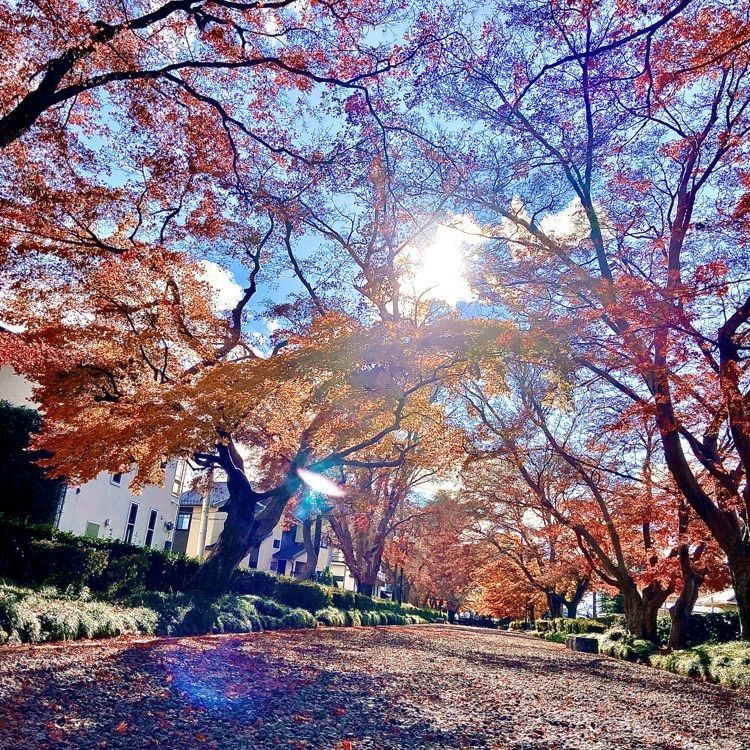 さんぴん茶さんが投稿した大山元帥の墓所に関する口コミの画像