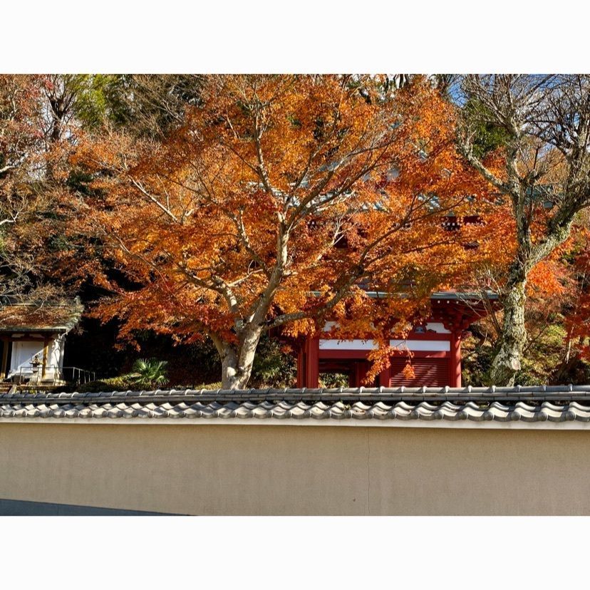 ビンカさんが投稿した大雄山宝鏡寺に関する口コミの画像