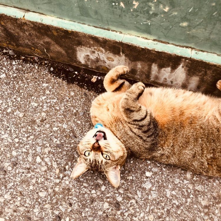 れいんぼうれいんぼうさんが投稿した画像の画像