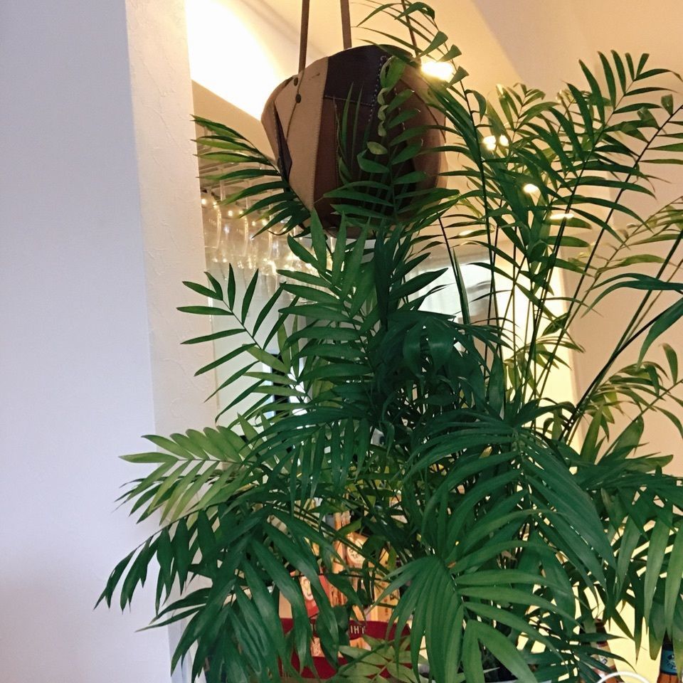nmmie117さんが投稿したプメハナ　カフェ（PumeHana cafe）に関する口コミの画像