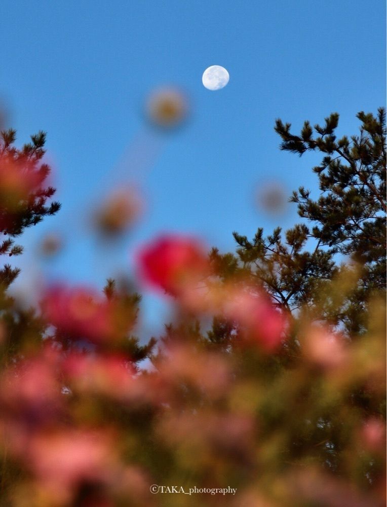 taka_wildflowerさんが投稿した夢の平　コスモス荘に関する口コミの画像