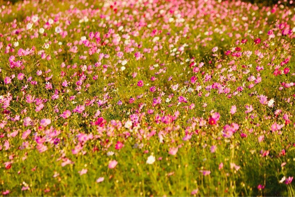taka_wildflowerさんが投稿した夢の平　コスモス荘に関する口コミの画像