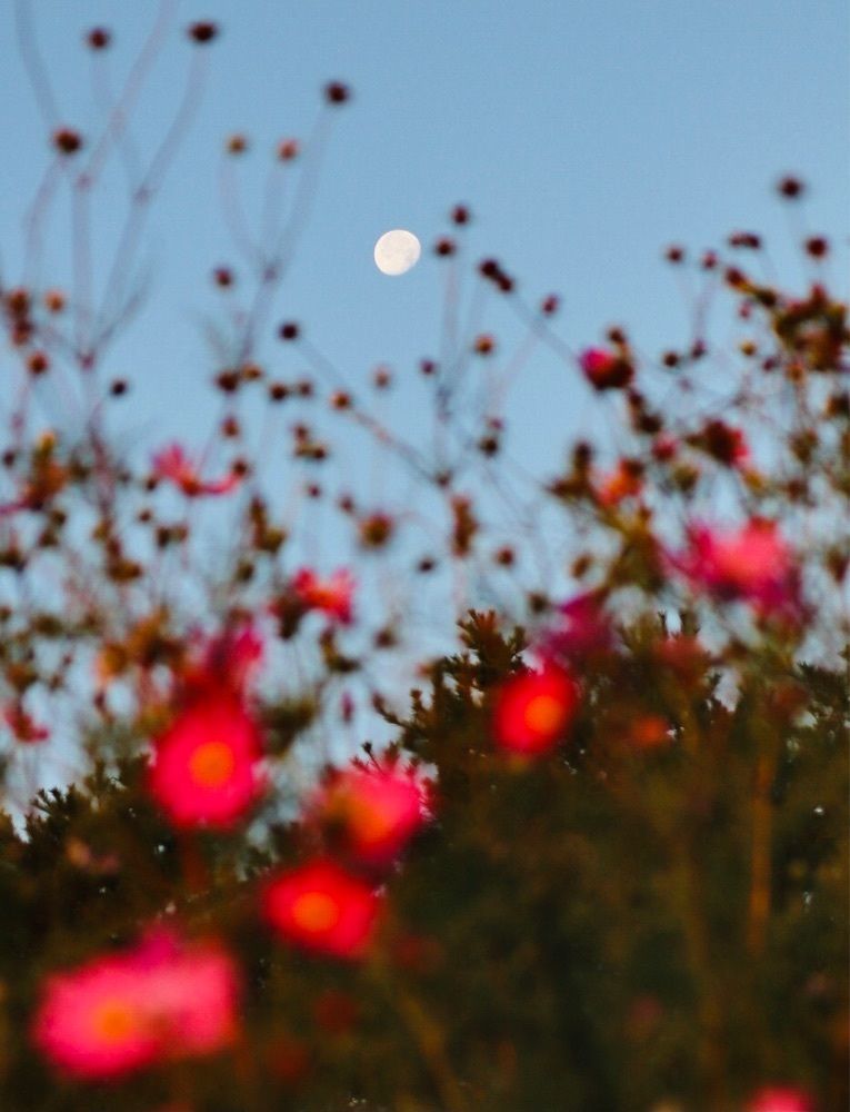 taka_wildflowerさんが投稿した夢の平　コスモス荘に関する口コミの画像
